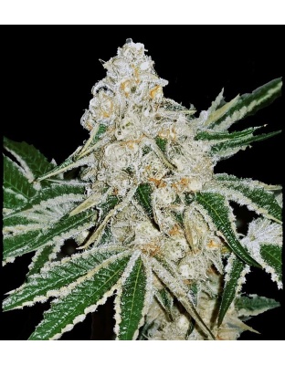 Purple Cake Feminized Cannabis Seeds	