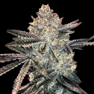 zookies cannabis feminized seeds