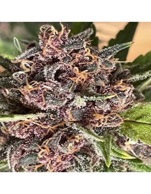 Purple Dream Feminized Cannabis Seeds	