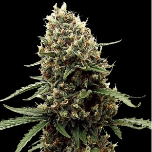 Mint Runtz Feminized Cannabis Seeds