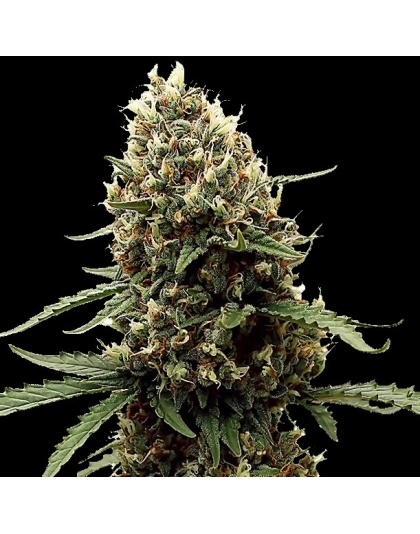 Mint Runtz Feminized Cannabis Seeds