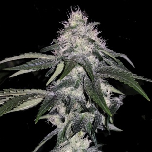 Mint Cake Feminized Cannabis Seeds