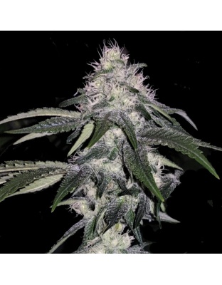 Mint Cake Feminized Cannabis Seeds
