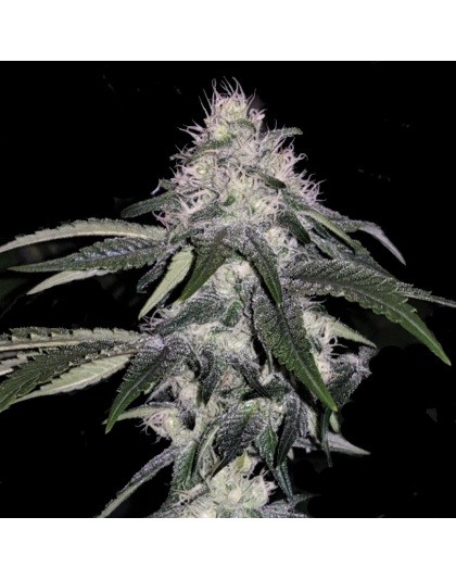 Mint Cake Feminized Cannabis Seeds