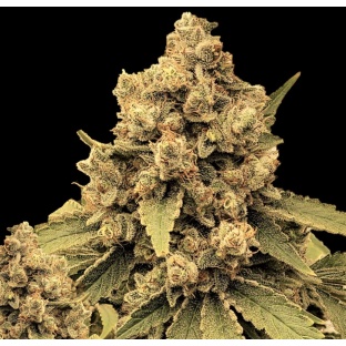 Silver Widow Cannabis Seeds Feminized	