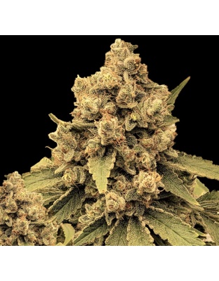 Silver Widow Cannabis Seeds Feminized	