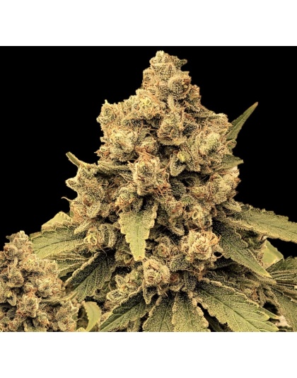 Silver Widow Cannabis Seeds Feminized	