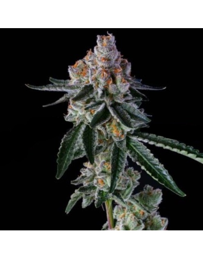 Sugar Candy Feminized Cannabis Seeds