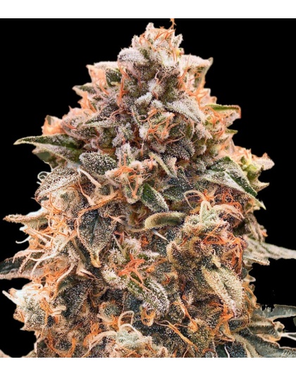 Super Glue Feminized Cannabis Seeds