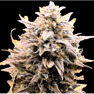 Auto Fat Bastard Cannabis Seeds Feminized
