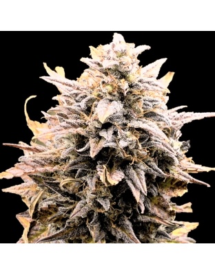 Auto Fat Bastard Cannabis Seeds Feminized