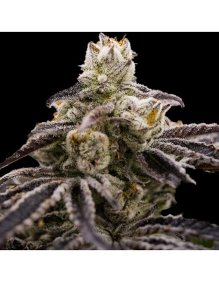 Purple Widow Cannabis Seeds Feminized	
