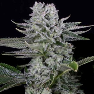 Gorilla Cannabis Seeds Feminized