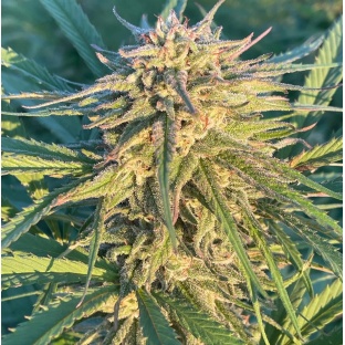 CBD 20-1 Feminized Cannabis Seeds