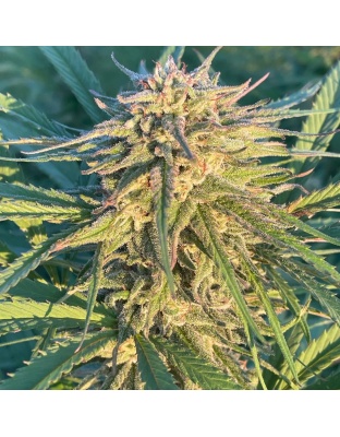 CBD 20-1 Feminized Cannabis Seeds
