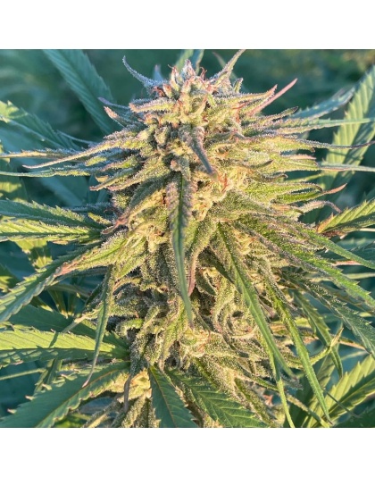 CBD 20-1 Feminized Cannabis Seeds
