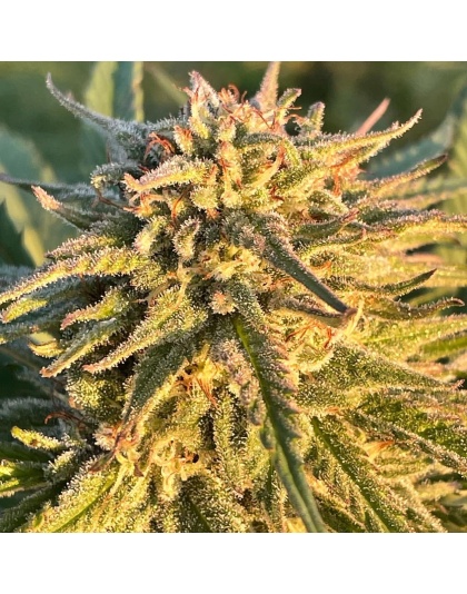 CBD 20-1 Feminized Cannabis Seeds