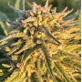 CBD 20-1 Feminized Cannabis Seeds