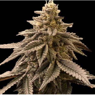 LA Kush Cake cannabis seeds