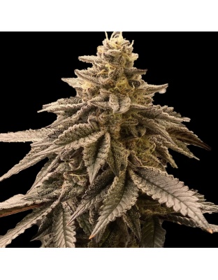 LA Kush Cake cannabis seeds