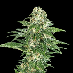 Early Hash Skunk Cannabis Seeds Feminized