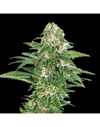 Early Hash Skunk Cannabis Seeds Feminized
