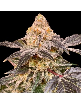 Gusher Cannabis Seeds Feminized