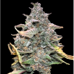 Lemon Runtz Cannabis Seeds Feminize