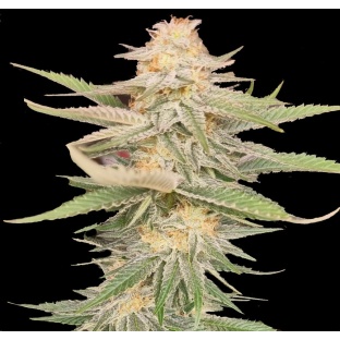 Melon Gum Cannabis Seeds Feminized