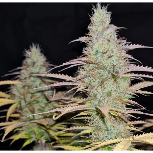 Lemon Haze Autoflower Feminized Cannabis Seeds
