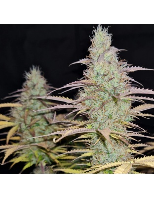 Lemon Haze Autoflower Feminized Cannabis Seeds
