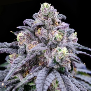 Truffle Cannabis Seeds Feminized	