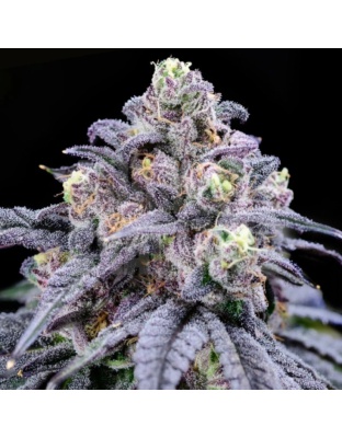 Truffle Cannabis Seeds Feminized	