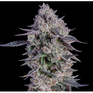 White Runtz Cannabis Seeds Feminized