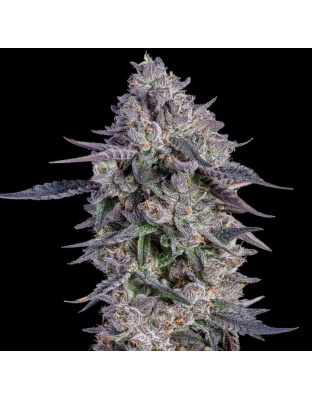White Runtz Cannabis Seeds Feminized