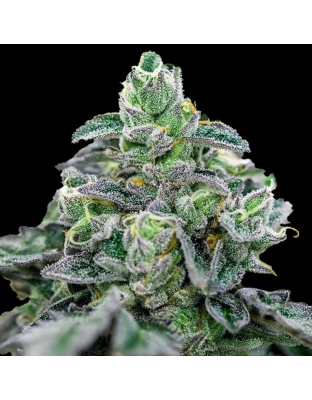 Auto Mandarin Cookies Cannabis Seeds Feminized	