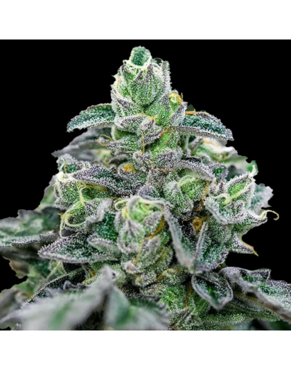 Auto Mandarin Cookies Cannabis Seeds Feminized	