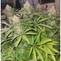 Godfather OG Cannabis Seeds Feminized