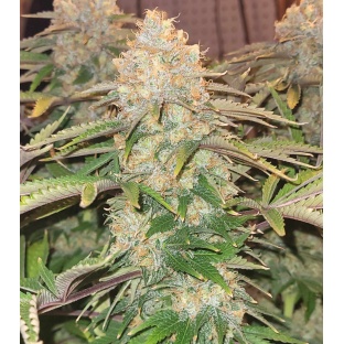 godfather og cannabis