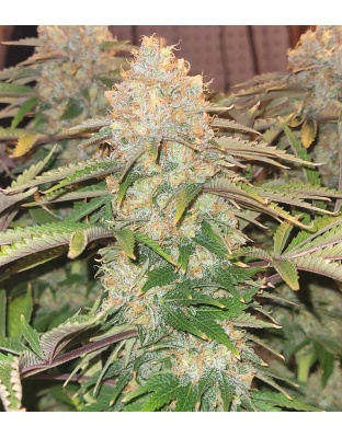 godfather og cannabis