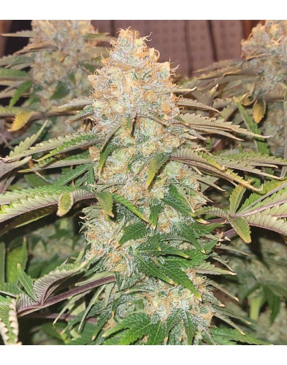godfather og cannabis