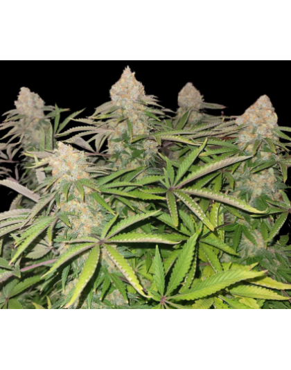 Godfather OG Cannabis Seeds Feminized