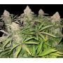 Godfather OG Cannabis Seeds Feminized