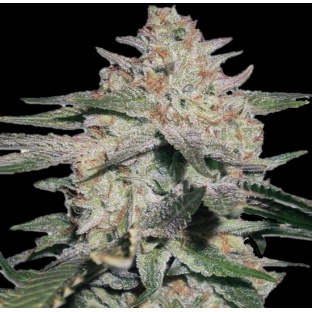 auto northern x og kush seeds