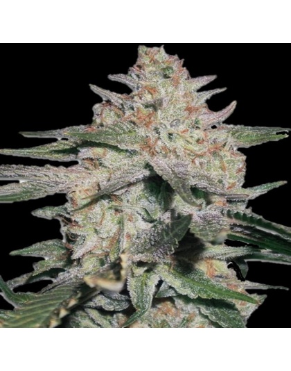 auto northern x og kush seeds
