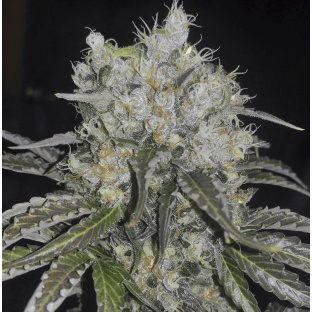 Double Cookies Auto