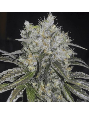 Double Cookies Auto