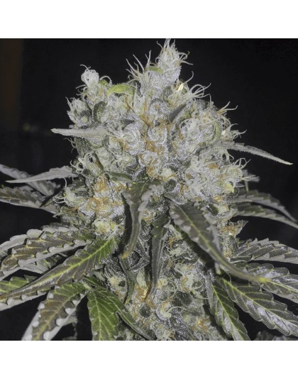Double Cookies Auto