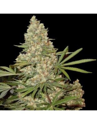 Skunk No.1 Cannabis Seeds Feminized
