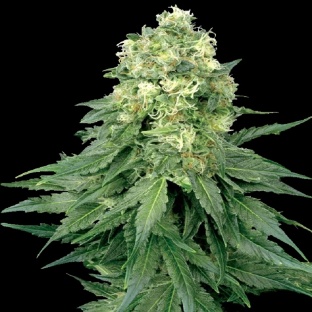 Green Dream Cannabis Seeds Feminized